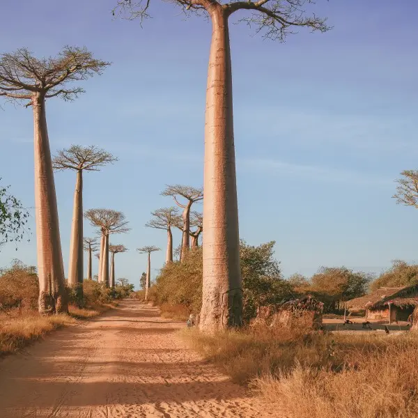 מורונדבה – חוויות בלתי נשכחות בלב הבאובבים של מדגסקר