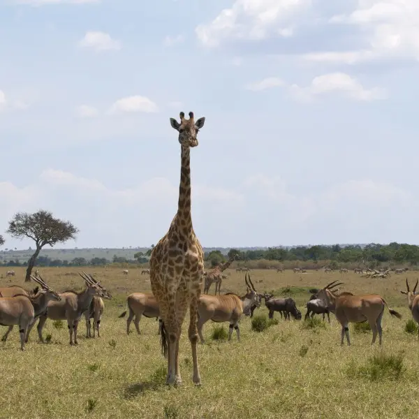 התאהבות בפרא: חוויה בלתי נשכחת בשמורת מסאי מארה