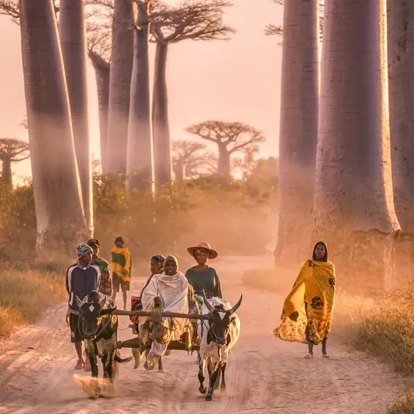 גלה את הקסם של אנטננריבו – הלב הפועם של מדגסקר!