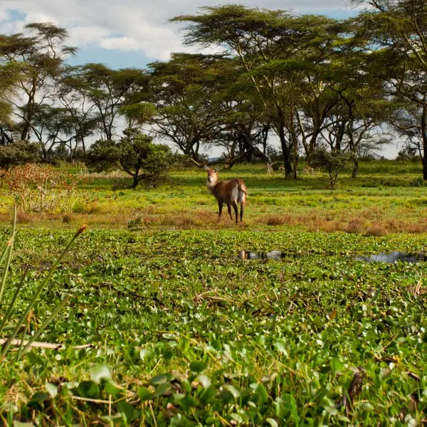 "נייבשה – הרפתקאות בטבע הפראי של אפריקה מחכות לכם"